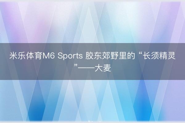 米乐体育M6 Sports 胶东郊野里的 “长须精灵”——大麦